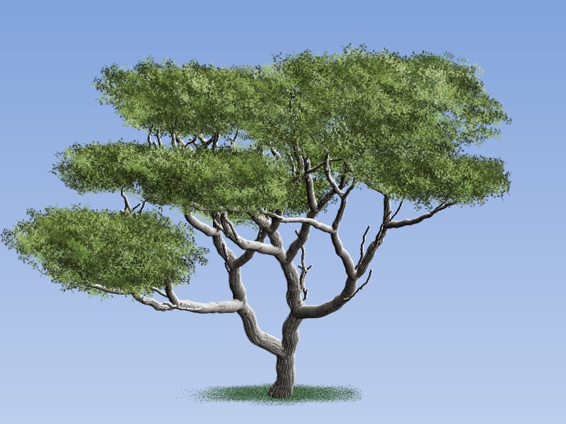Easy Painting: Acacia Tree