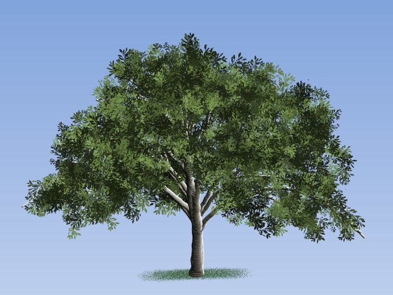 Easy Painting: American Elm Tree
