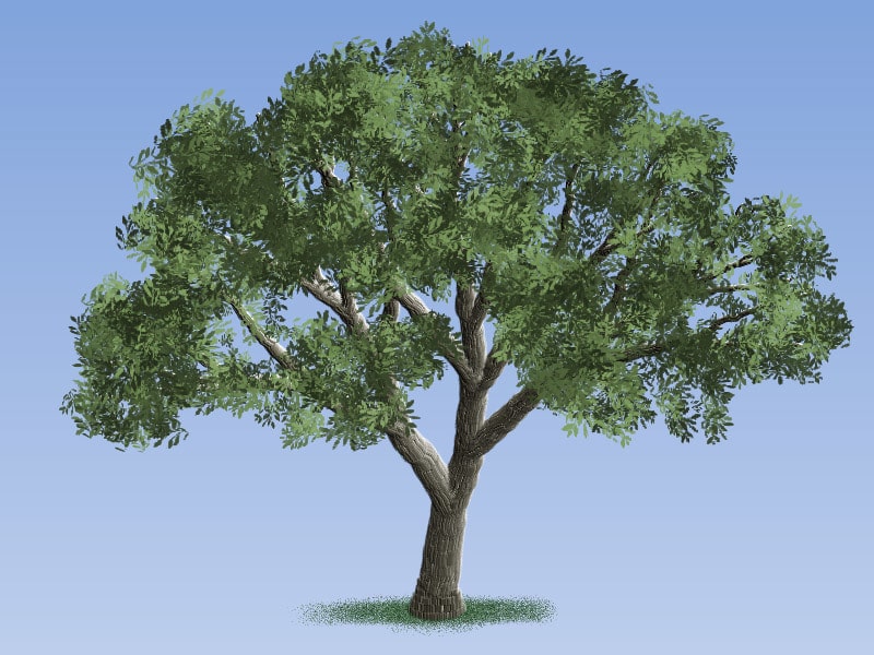 Easy Painting: Amur Cork Tree