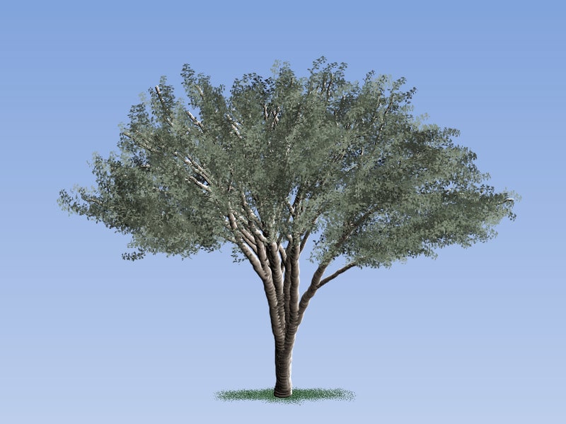 Easy Painting: Crape Myrtle Tree