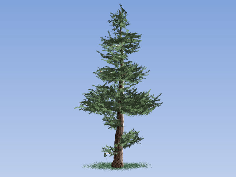 Easy Painting: Douglas Fir Tree