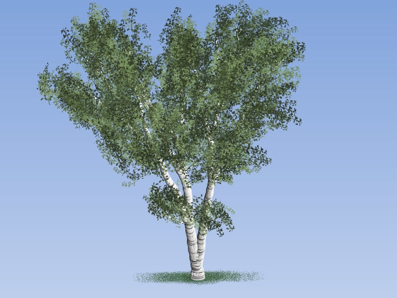 Easy Painting: Russian Birch Tree